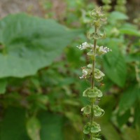 Ocimum americanum L.